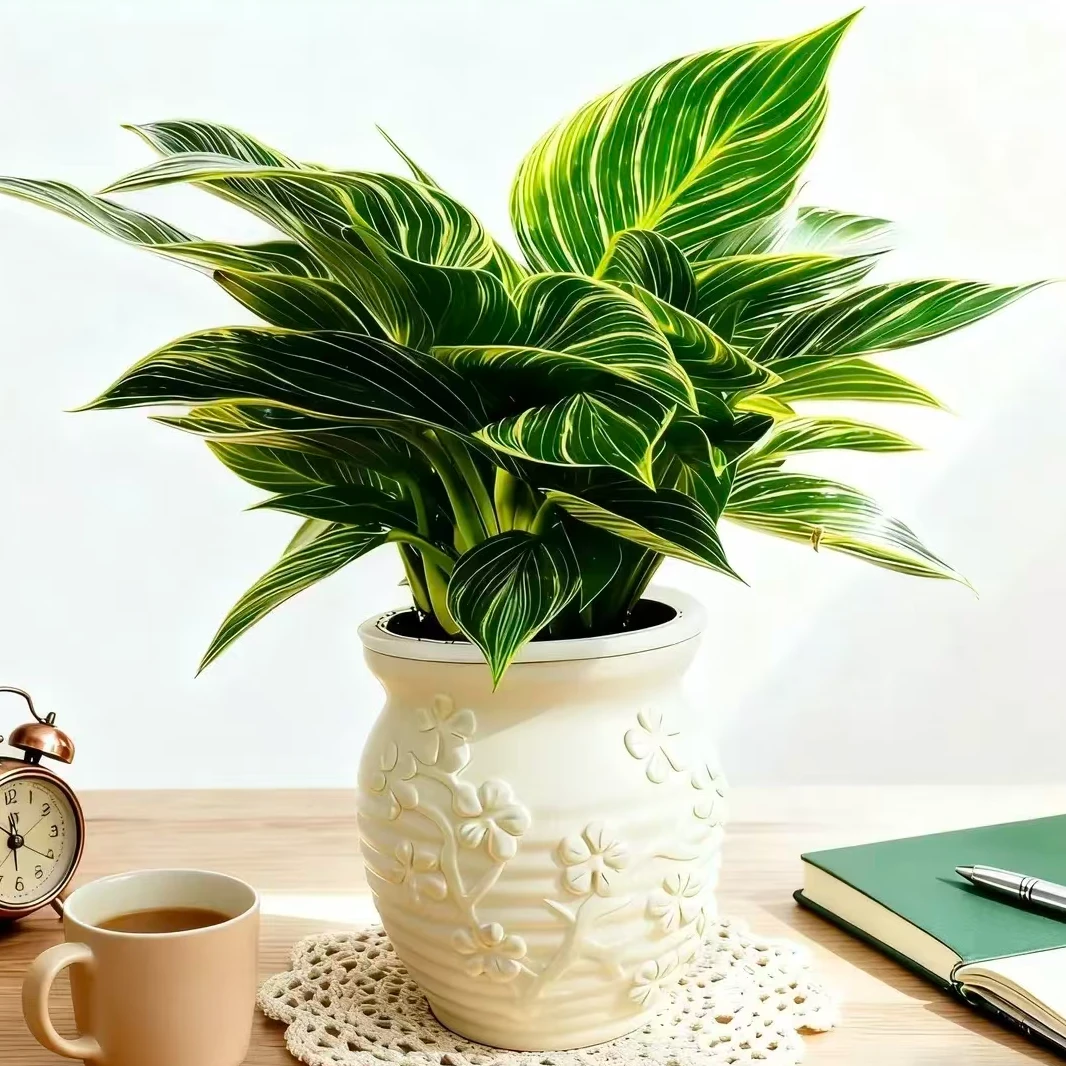 铂金钻盆栽室内绿植吸甲醛净化空气四季常青好养花卉6