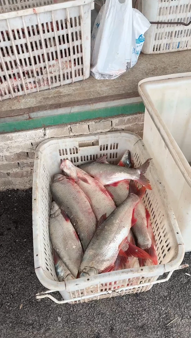 白荡湖野生大红尾