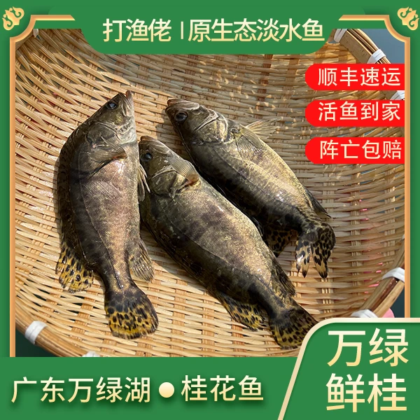 万绿湖打渔佬原生态桂花河鲜鲜活发货/现杀顺丰冷链食用