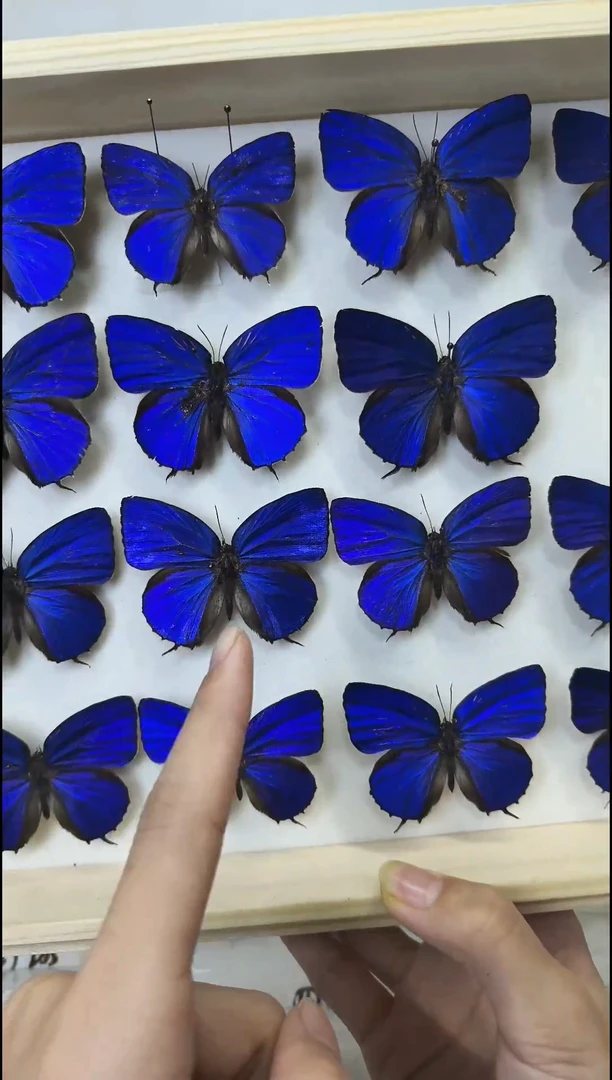 蝴蝶展翅品一图一物7