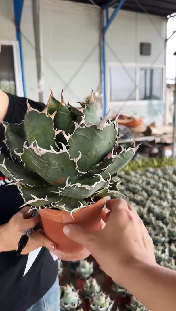【闪购商品】正版白鲸111