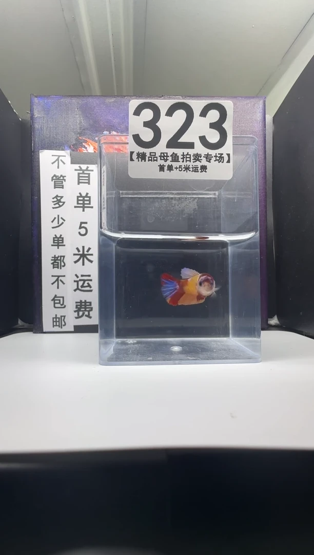 斗鱼母鱼编号：323