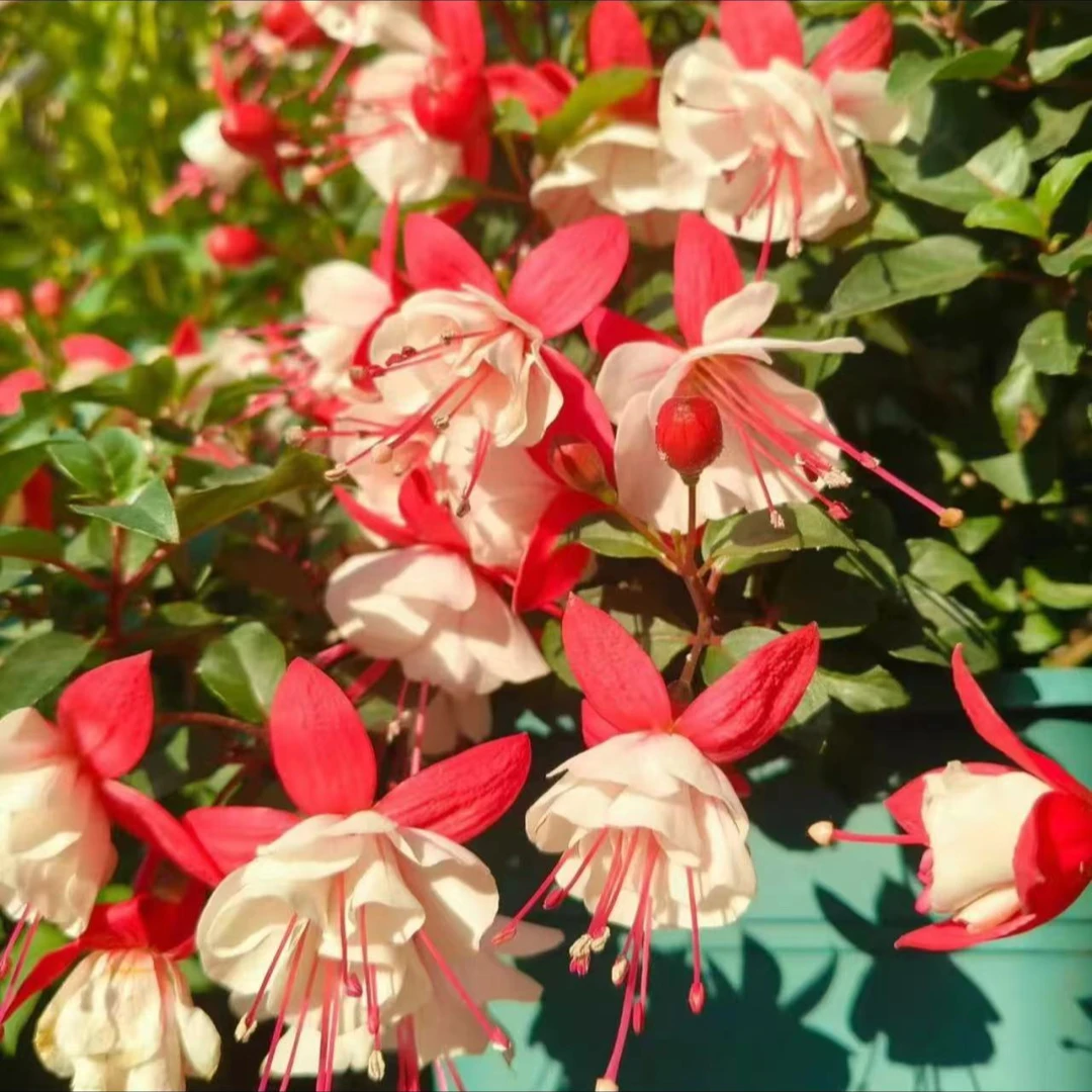 【倒挂金钟】灯笼花盆栽耐高温庭院室内盆栽新手易爆花