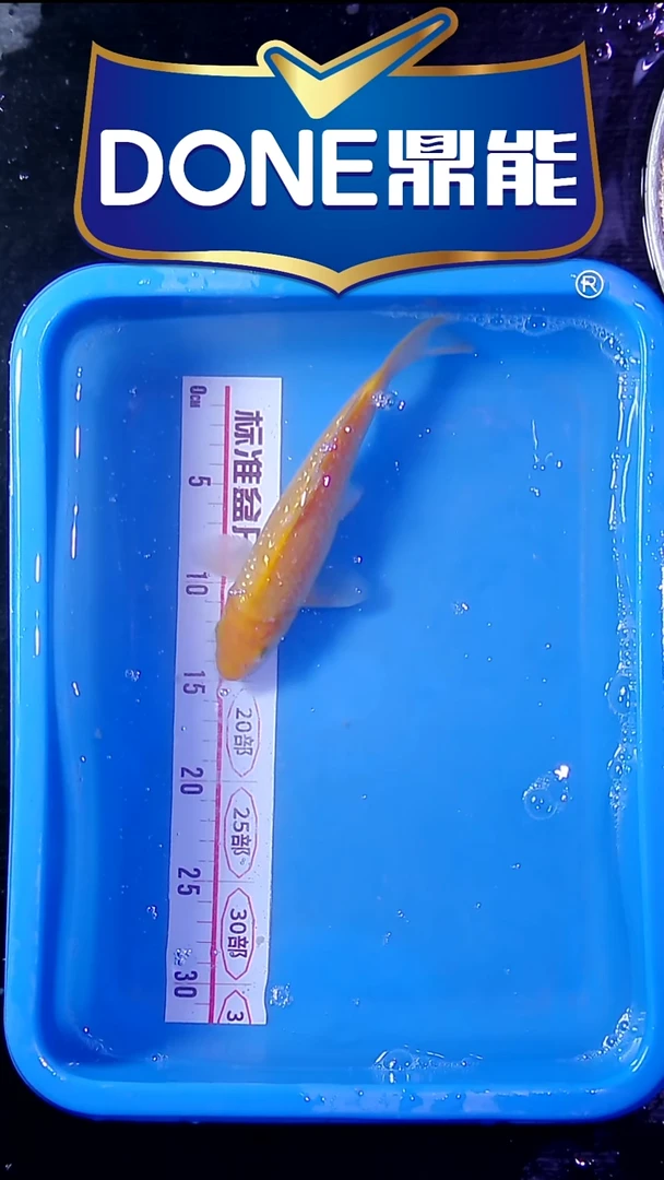 锦鲤直播间菁选 对版发货 16号