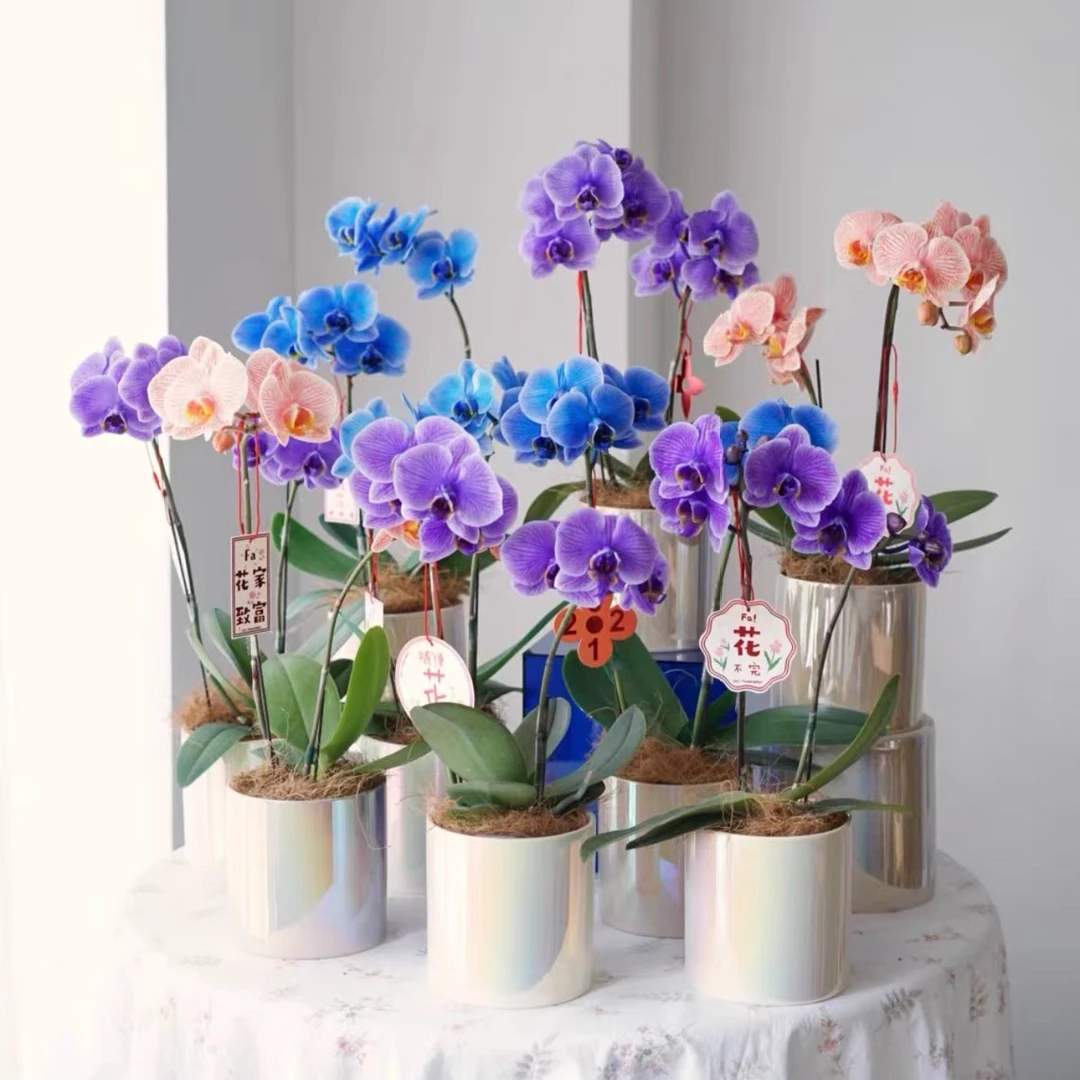 双剑马卡龙吸色蝴蝶兰 带花苞和花朵发货 蝴蝶兰