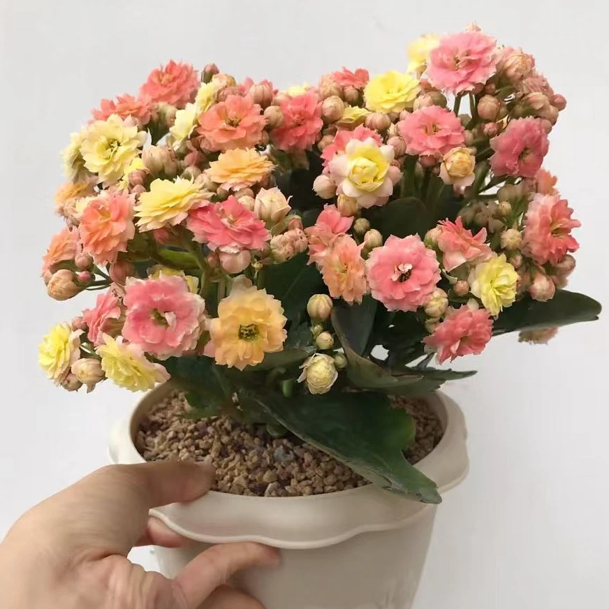 【毛绒二代】长寿花盆栽带花苞四季花易养活阳台窗台办公室花卉