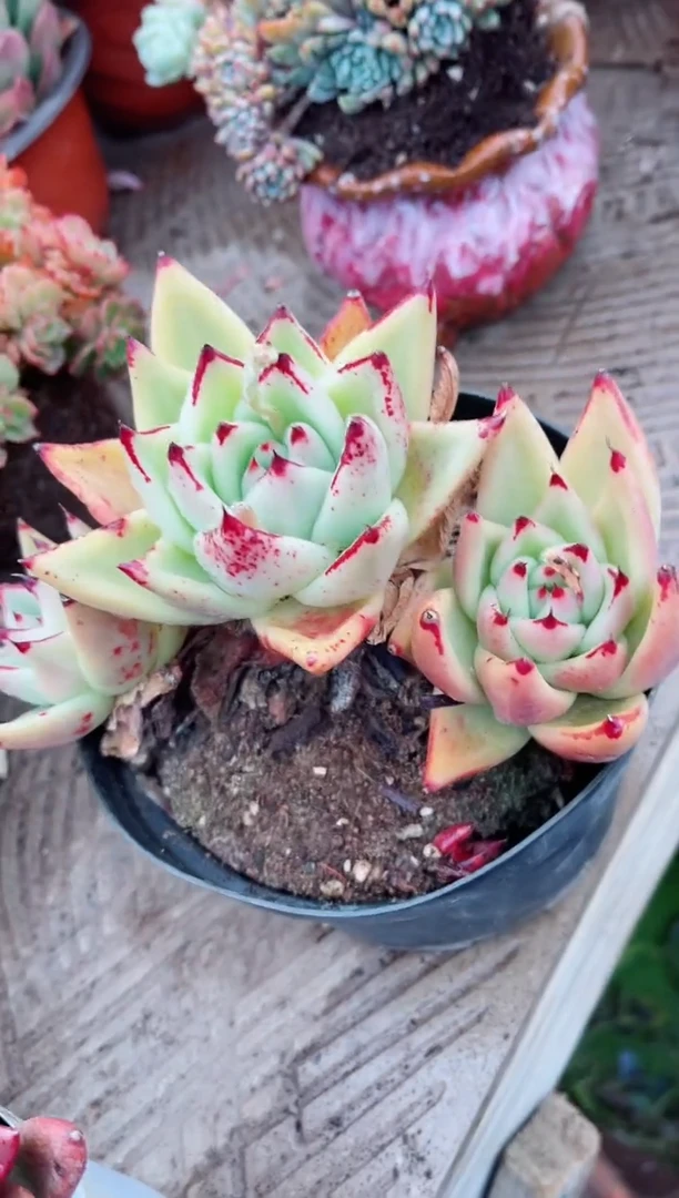 【闪购商品】03377