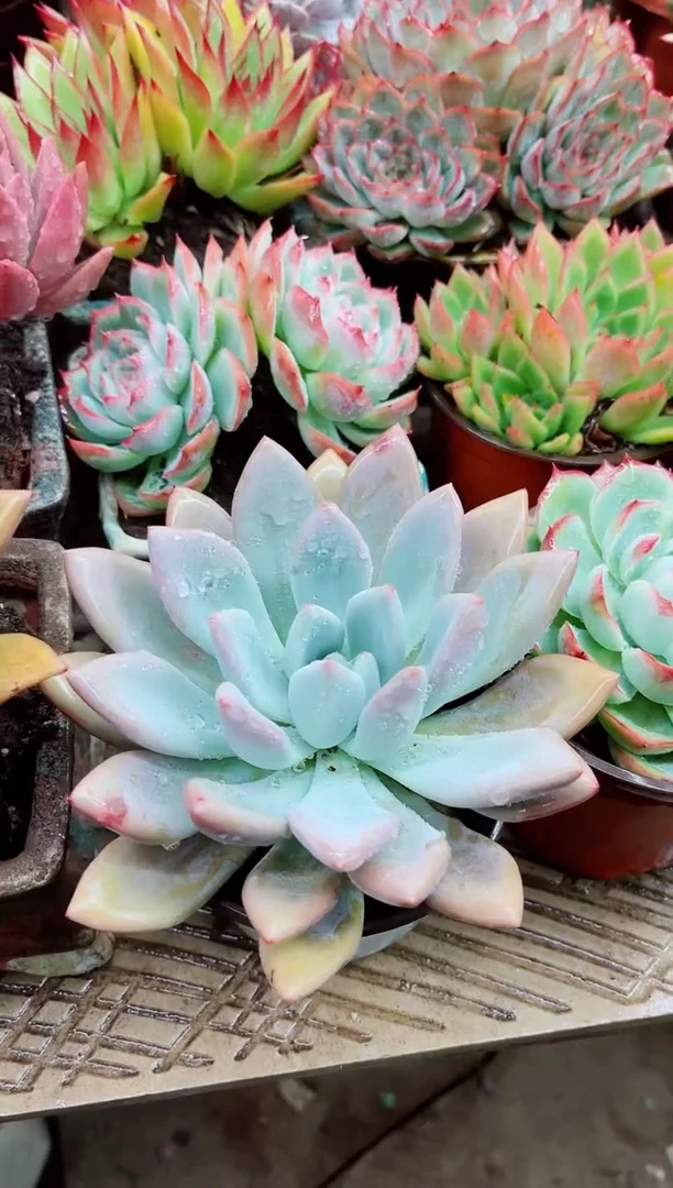 上****精03001多肉植物一物一拍