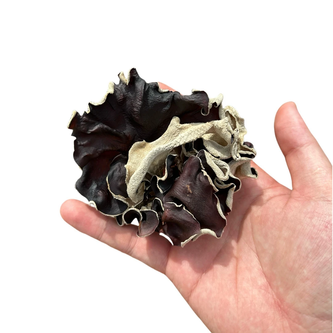 海南林下仿野生红薄脆嫩毛木耳自然晾晒口感脆嫩营养丰富绿色有机