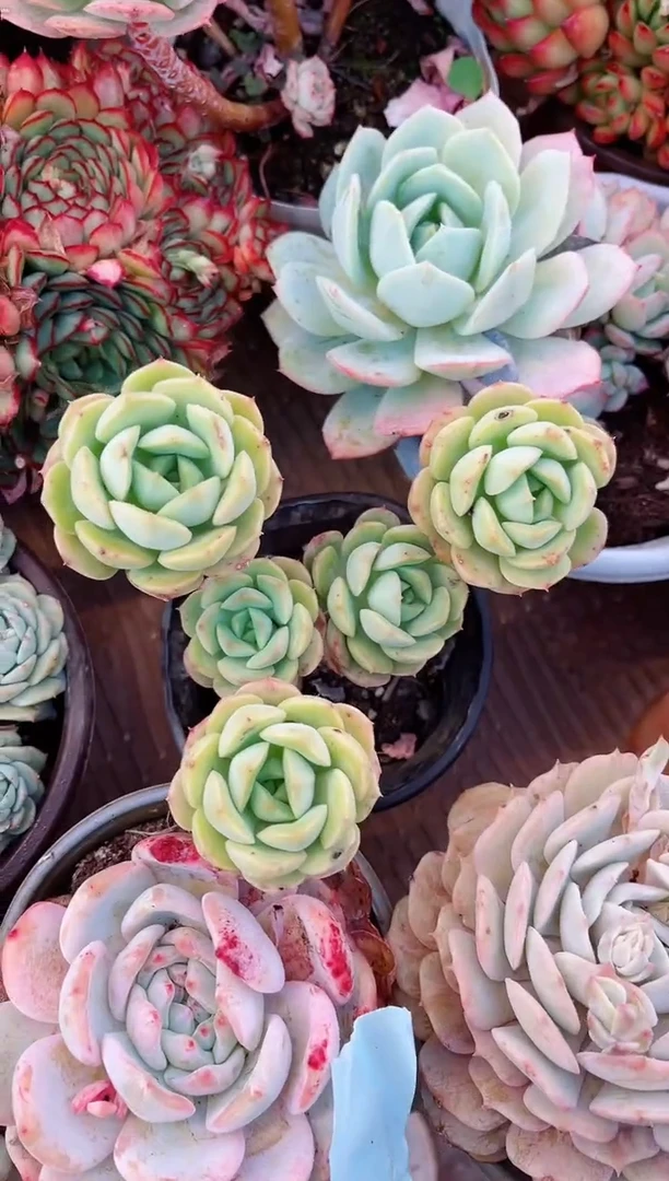 【闪购商品】23070