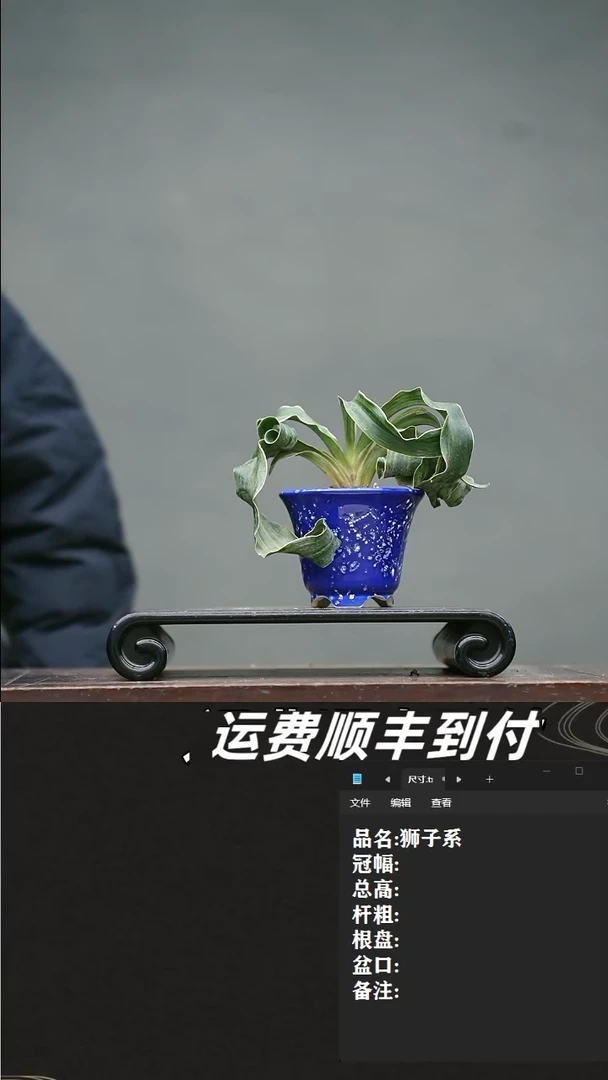 【闪购商品】11 万年青