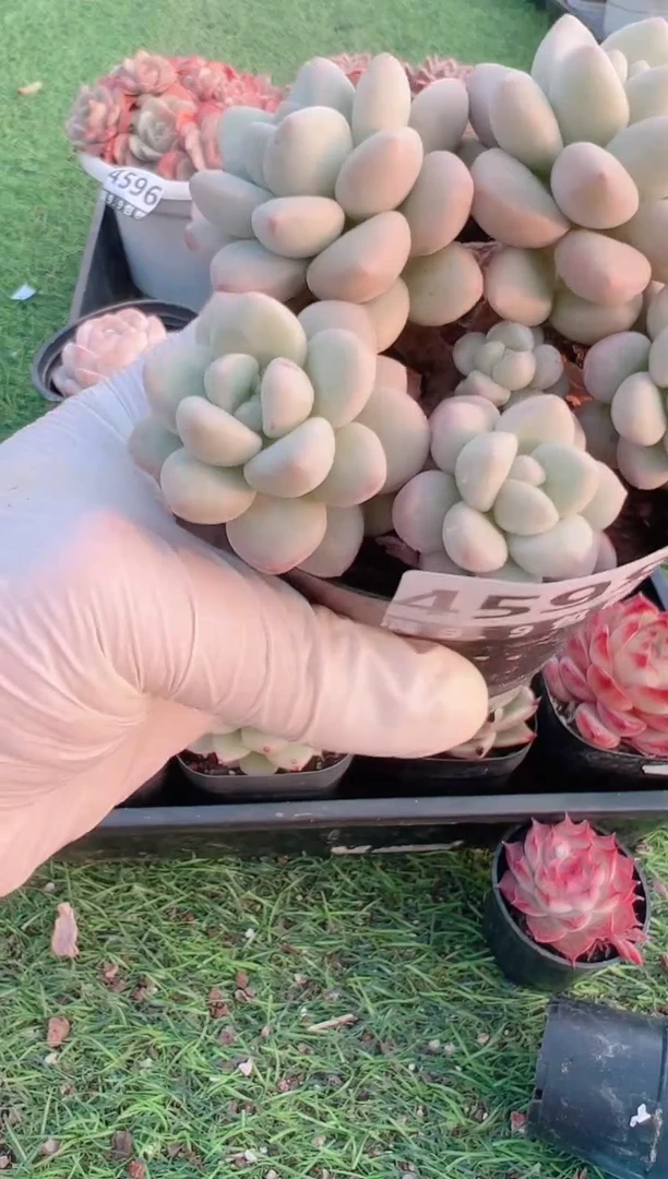 【闪购商品】信福多肉一物一拍