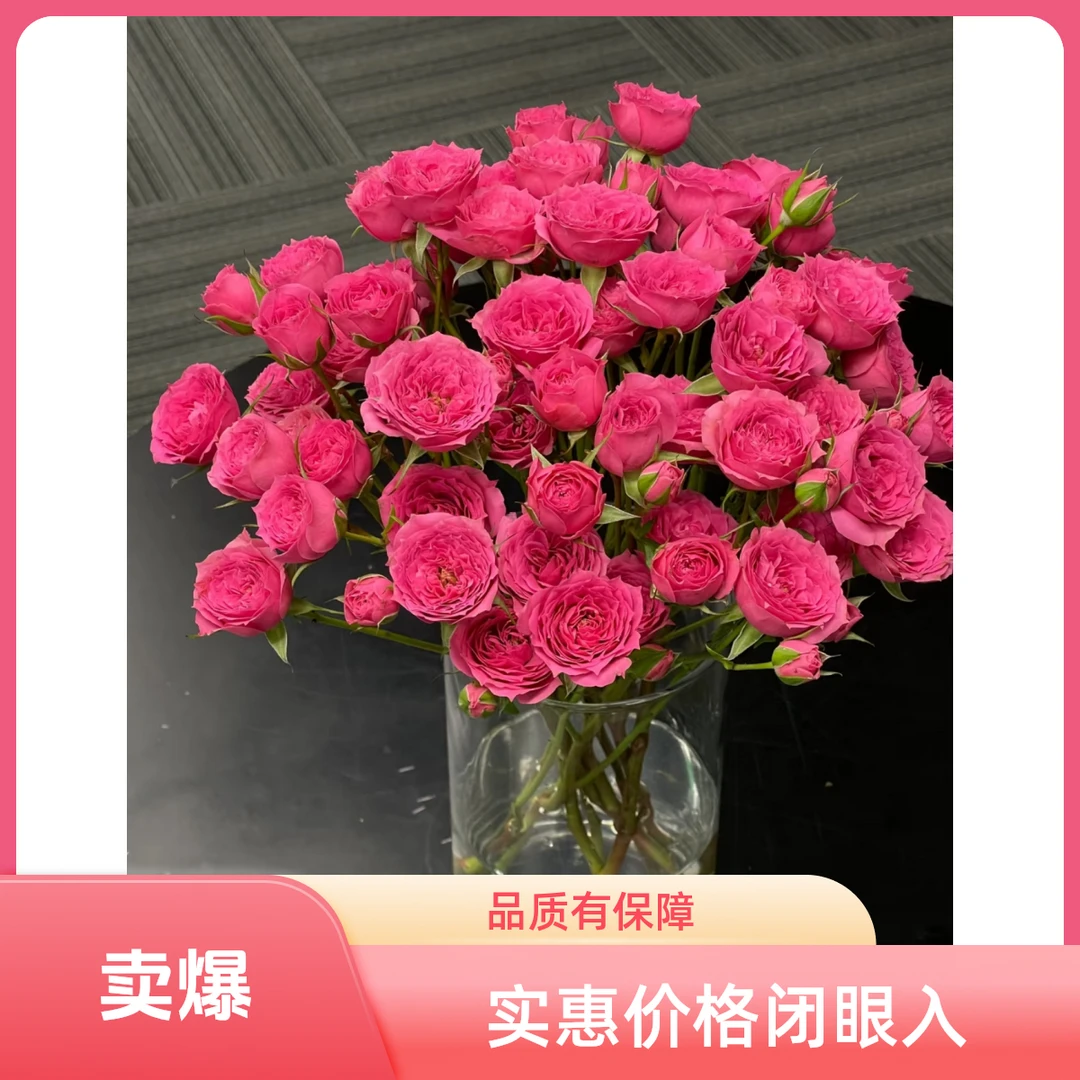 特价（鲜花次日达）5支苏菲宝贝29.9（任意两单有小礼品）