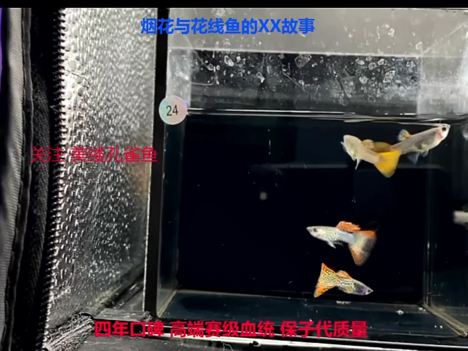 孔雀鱼金属红雷丝2对