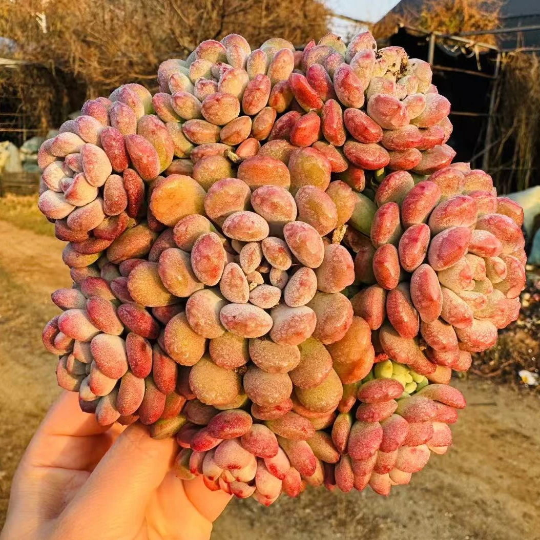 【小红蛋】168多肉植物好养露养  以直播间展示为准 满15元包邮