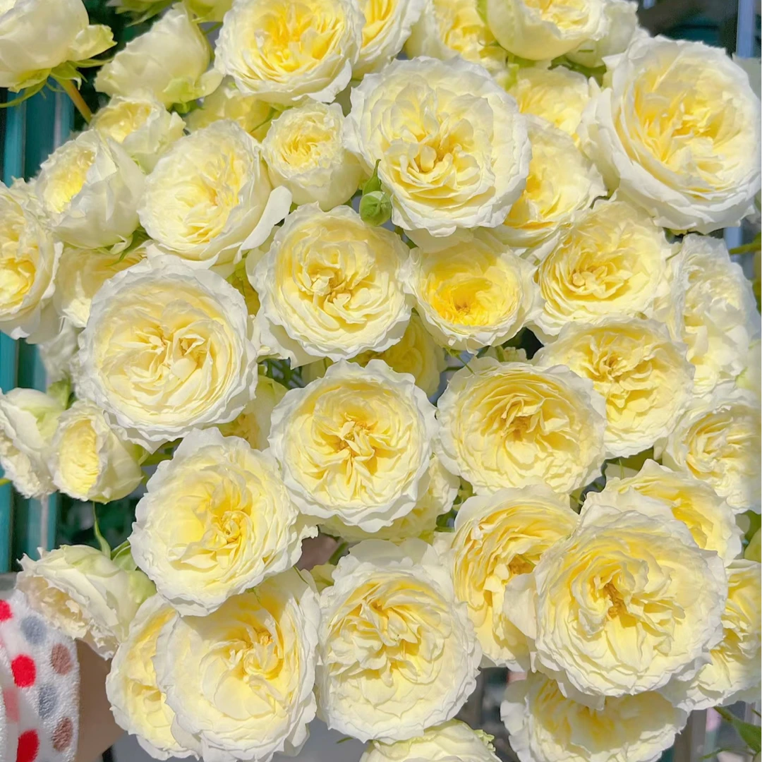 暖暖多头玫瑰 【任意两单及两单以上鲜花顺丰包邮发货】