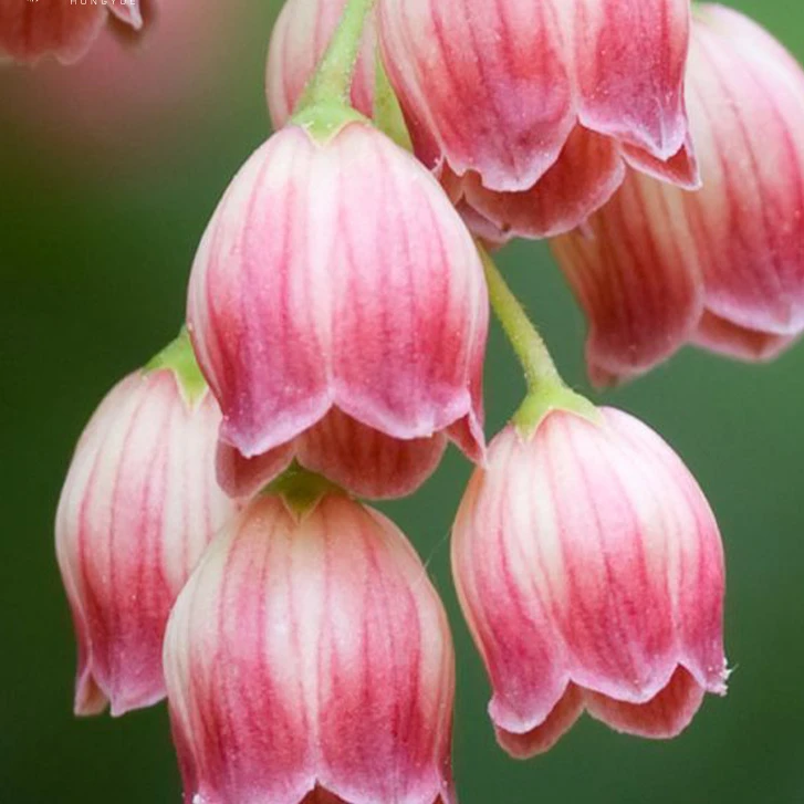 虹越花彩进口吊钟花盆栽小苗庭院花园多年生好养灌木花卉