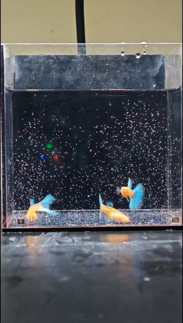 孔雀鱼蓝白半月尾孔雀鱼1公2母