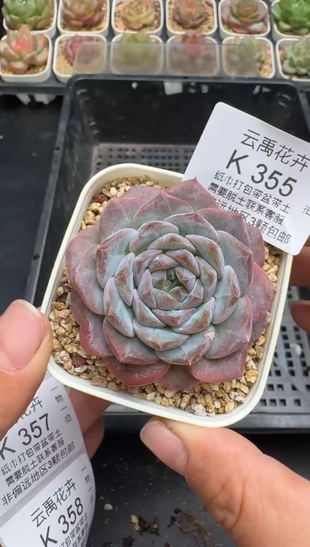 355K云禹多肉植物 带盆土纸巾打包 当天拍3颗包邮
