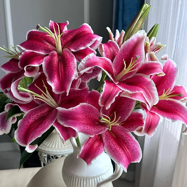 【3头-黑美人-浓香】红色经典单瓣香水百合颜值高家居鲜花