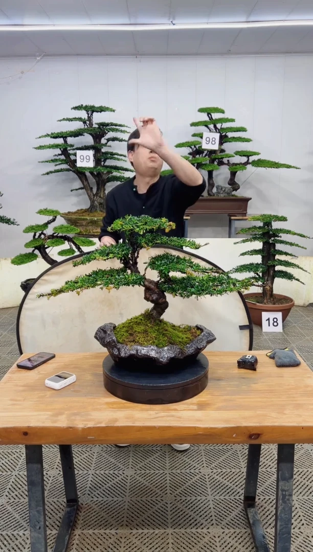 无花朵造型盆景一物一拍