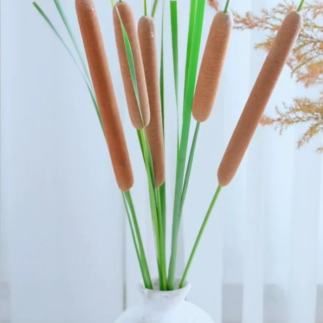 【拾花拾木】香菖蒲云南鲜花花卉香蒲棒插花装饰芦苇棒