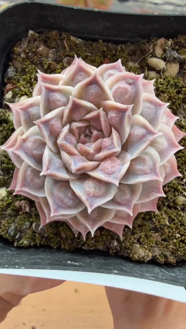 东云多肉园二店-59