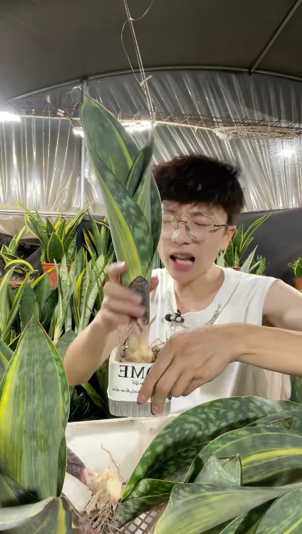 单叶带心黄金宝镜裸根15.8