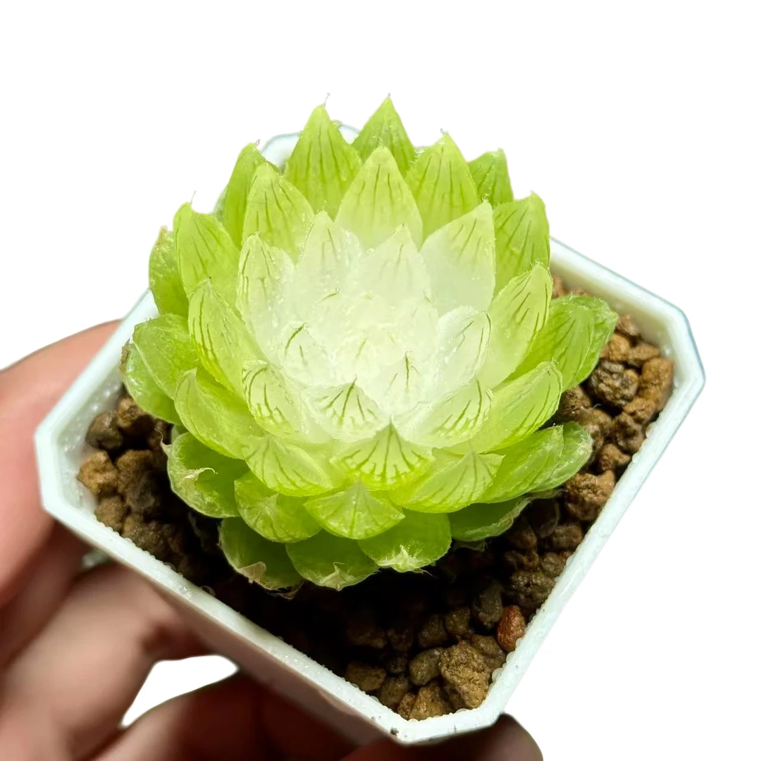 【白莲花】十二卷新手好养多肉植物根系带土原盆栽培种植拍下发