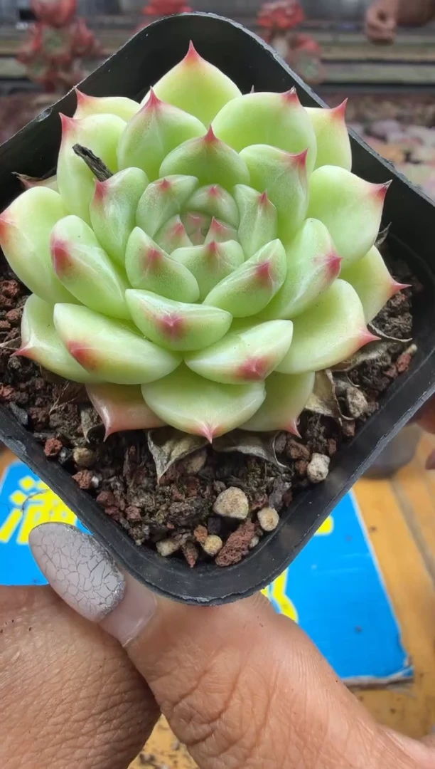 东云多肉园二店-196