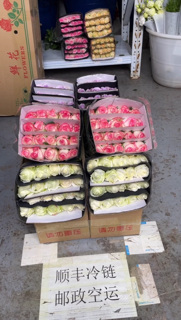 白雪山20枝+艾沙20枝+海洋之歌20枝