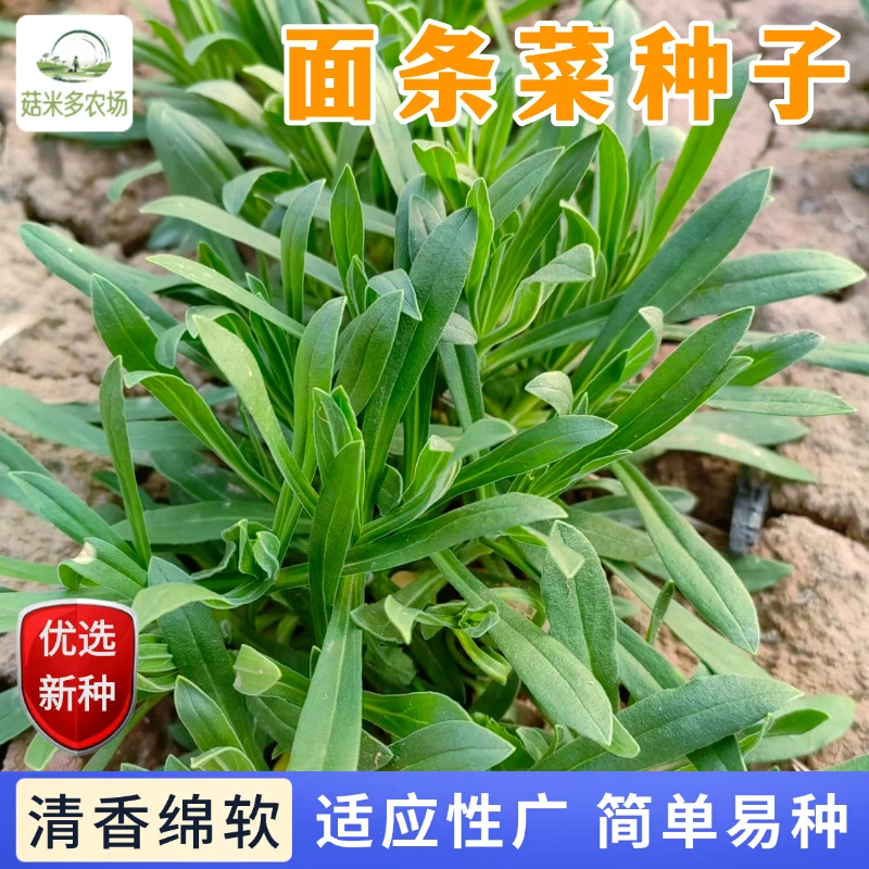 面条菜种子野菜适应性强抗冻撒籽就长新手易种高发芽率