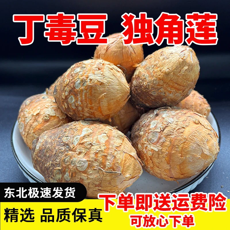 东北丁毒豆独角莲【新鲜】个大饱满可种可用保温发货精选特产