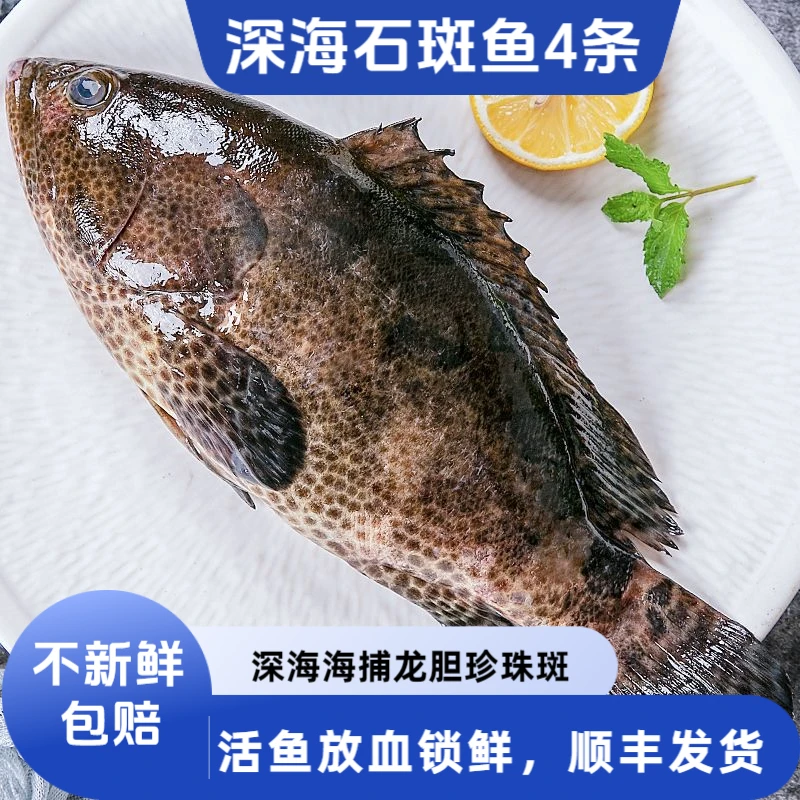 4条石斑鱼龙趸石斑鱼龙胆石斑鱼青斑老虎斑活鱼放血速冻海鱼生鲜