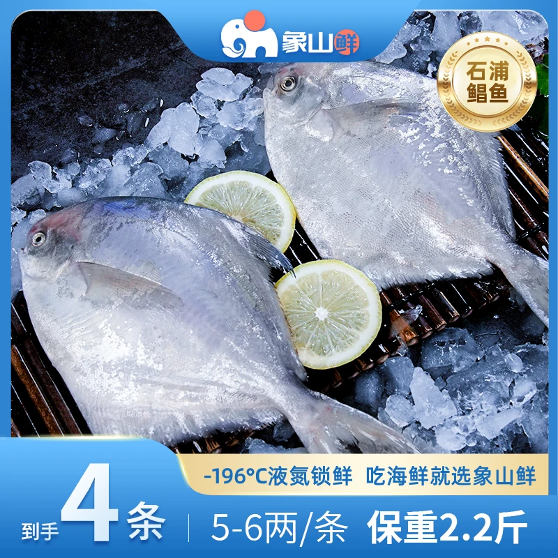 象山鲜东海大白鲳银鲳鱼液氮锁鲜5-6两左右石浦直发海鲜水产鲜美