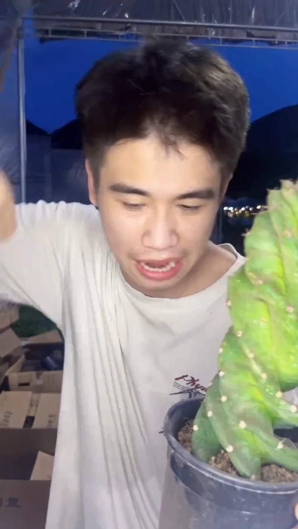 龙卷风【带根】20cm+