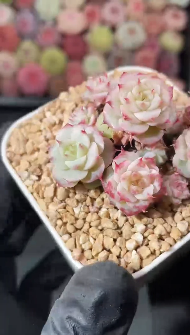 10-20 海后4-5厘米不包整散 量拍发一颗