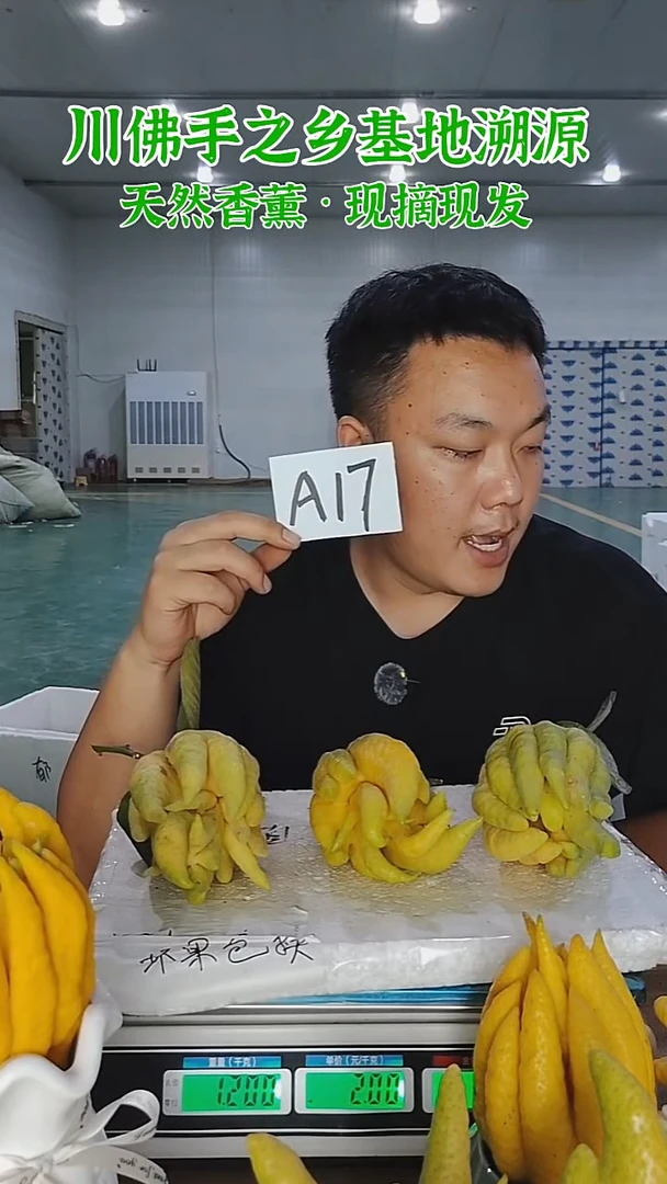 柑橘【一物一拍】川佛手柑鲜果带枝高山佛手柑A17