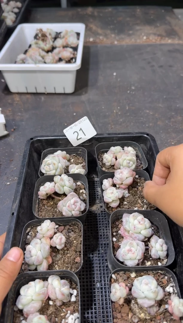 【闪购商品】21号到手2棵江北多肉一物一拍