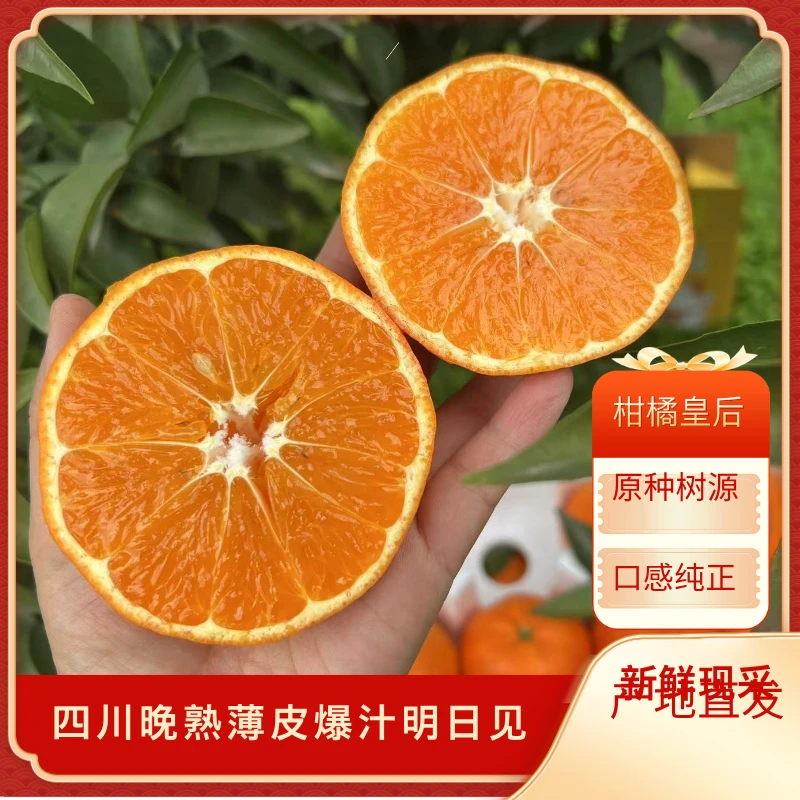 四川晚熟非嫁接皮薄现摘新鲜柑橘皇后阿斯密明日见