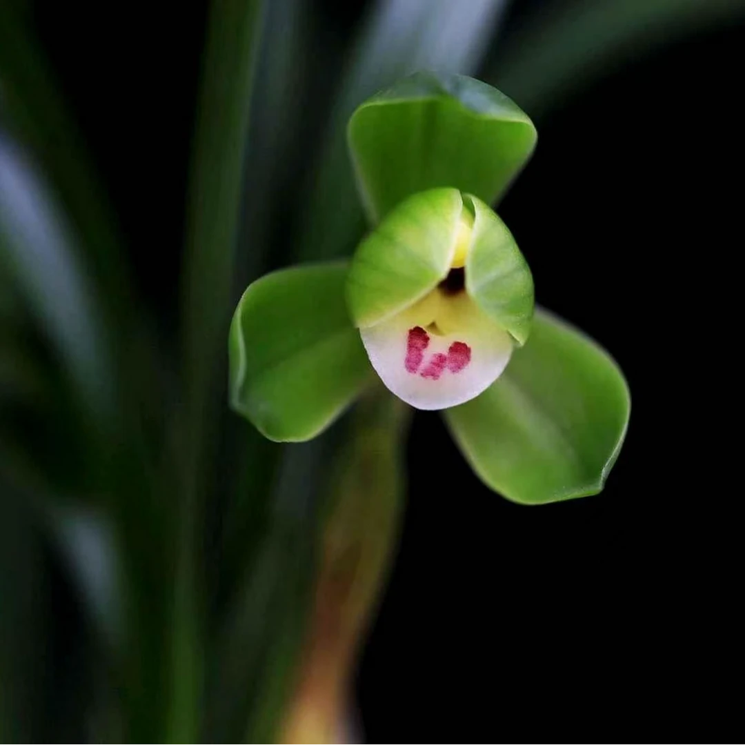金典春兰老名品翠盖荷漏风漏雨自然苗