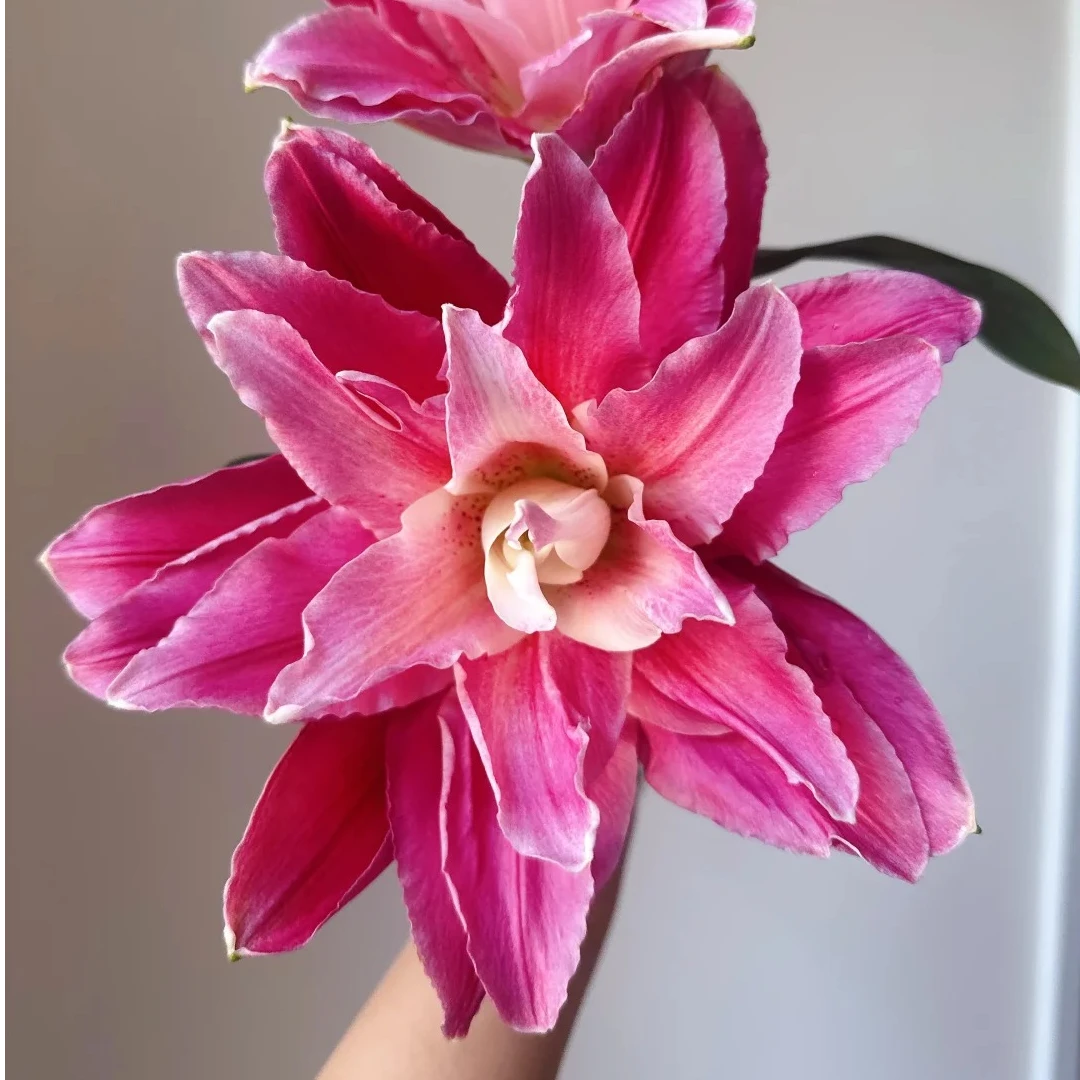 【花言罐舍】红美人重瓣百合 一单包邮 云南鲜花昆明基地现采现发