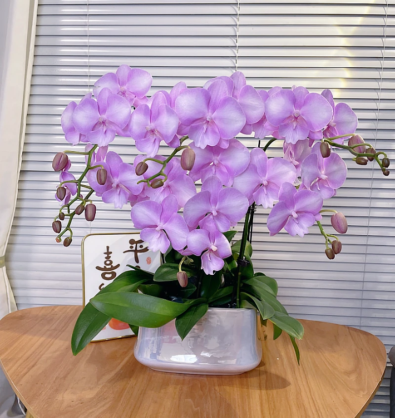 【骑士-蝴蝶兰】高端鲜花 送礼 家居摆件 易养花期长 基地直发