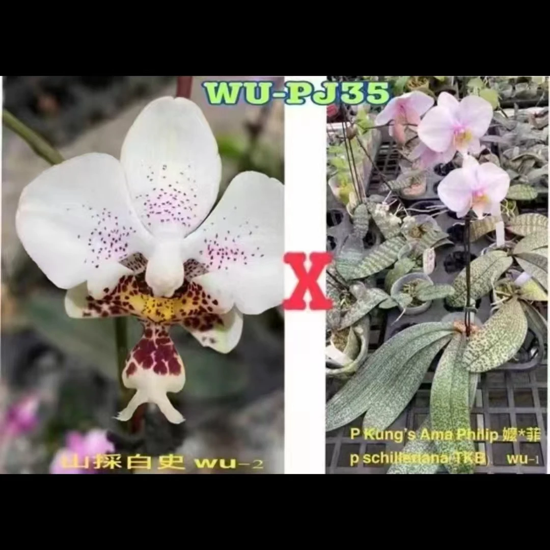 1.7寸 白史交菲律宾交西-苗 原生 趣味蝴蝶兰花