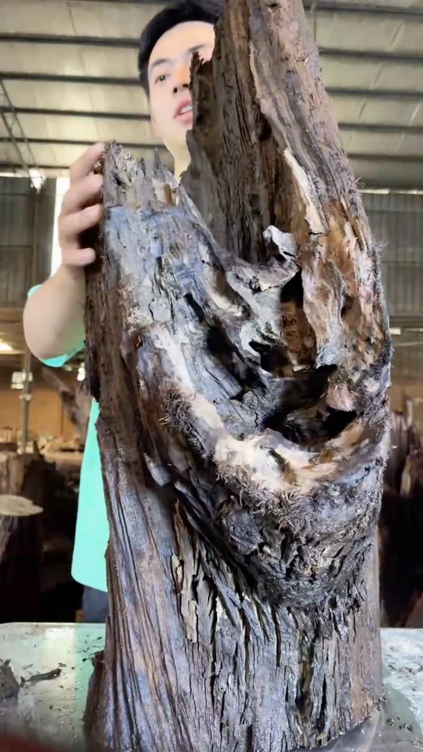 金丝楠金丝楠小叶桢楠12