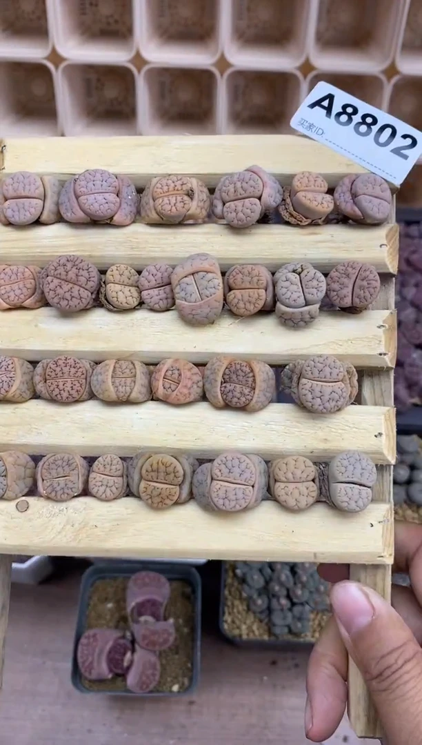 【闪购商品】8802直播一物一拍