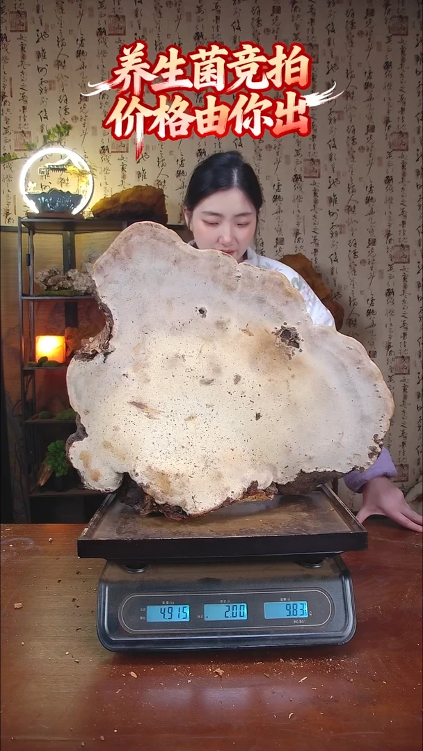 红缘拟层孔菌中国大陆【藏区野生】红缘树舌（9.83斤）100-110年份