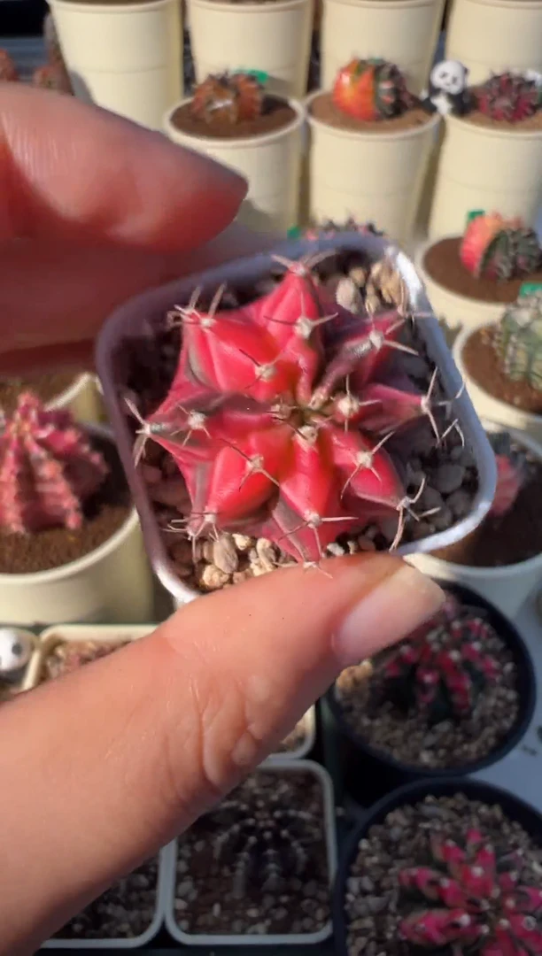 464好看的米哈冲冲冲 泰国进口实生