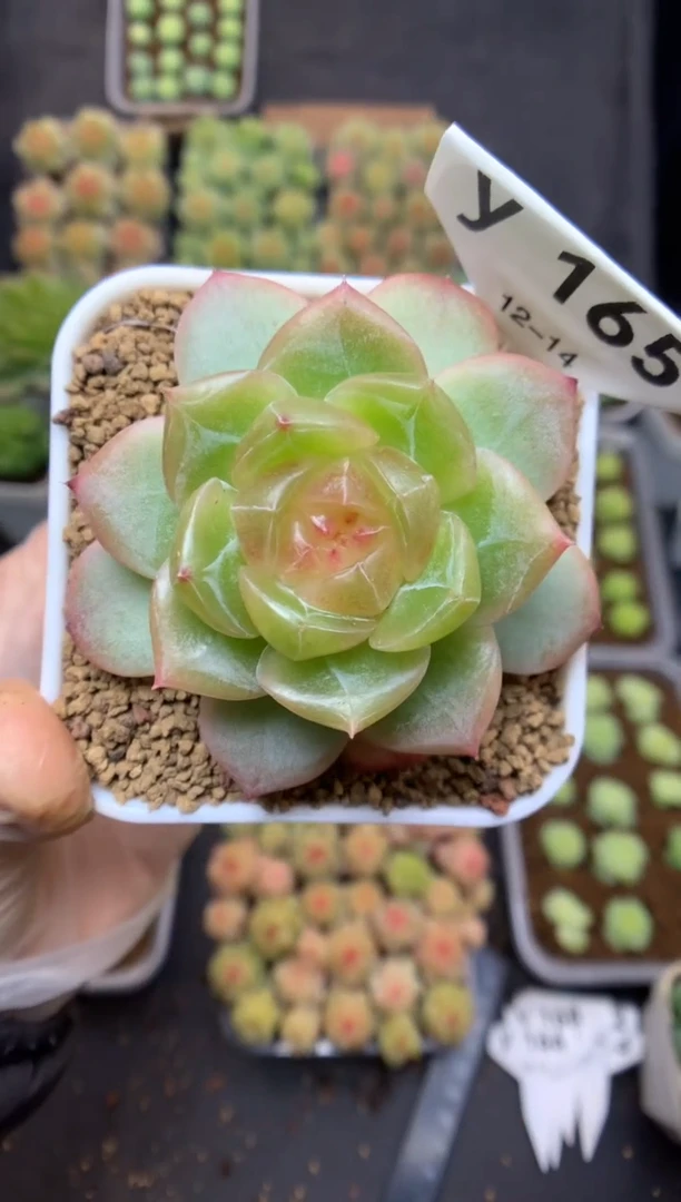 y165 遥遥珍妮 脱土发 送珍妮土 29.9