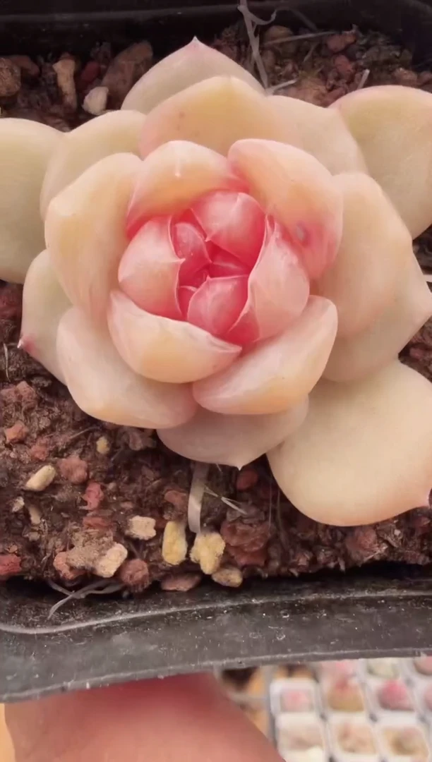 东云多肉园新款-108